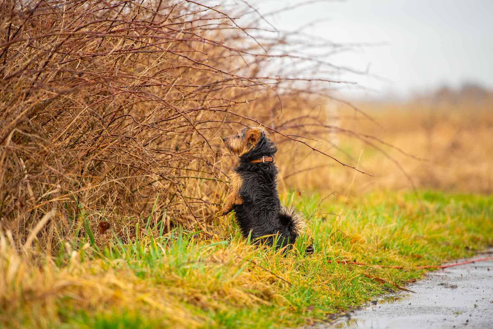Tiere 200030