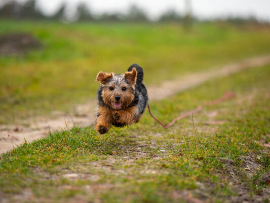 Tiere 200031