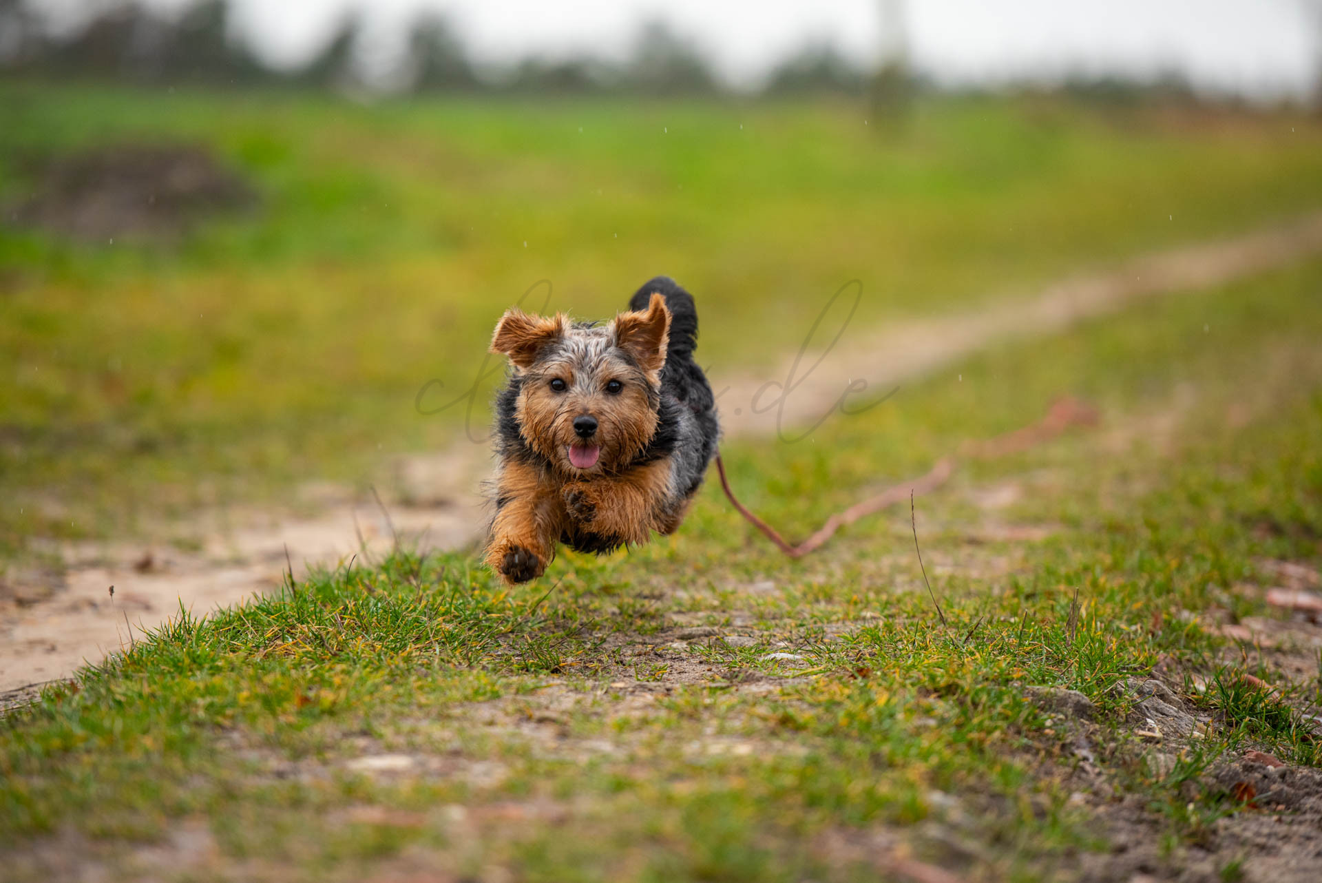 Tiere 200031