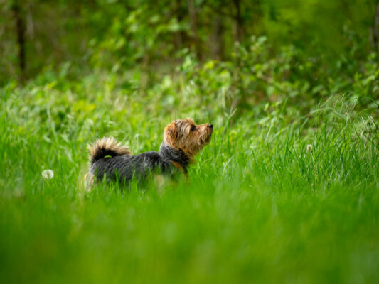 Tiere 200033