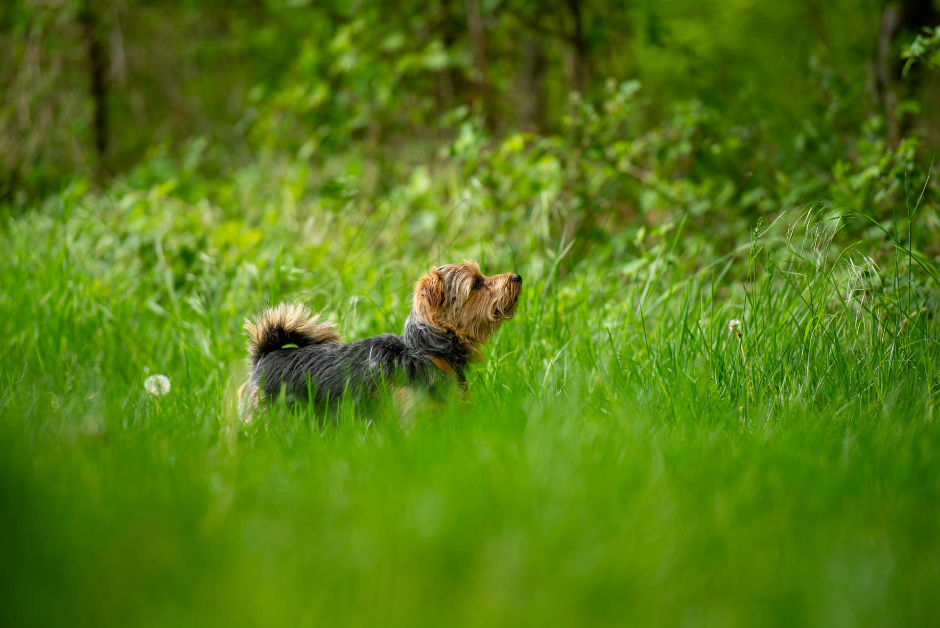 Tiere 200033