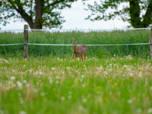Tiere 200035