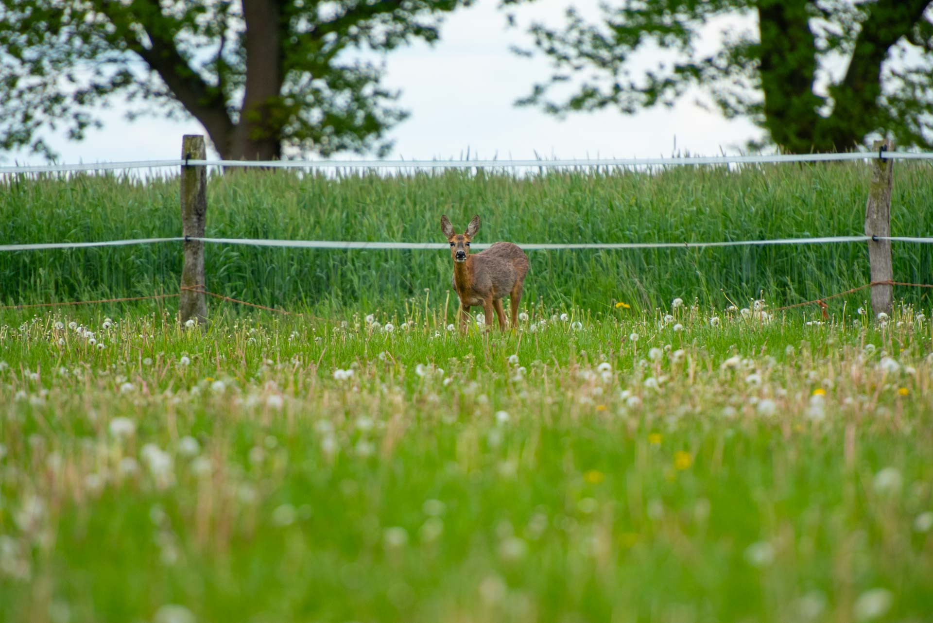 Tiere 200035