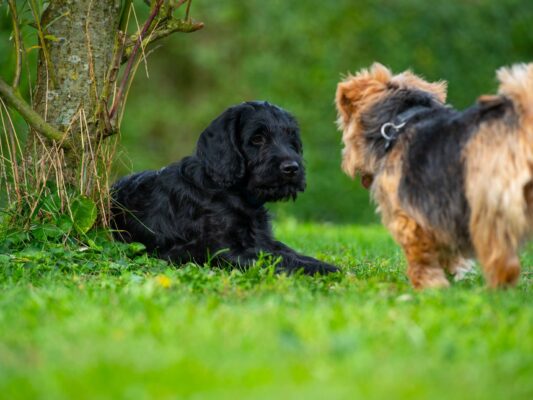 Tiere 200036