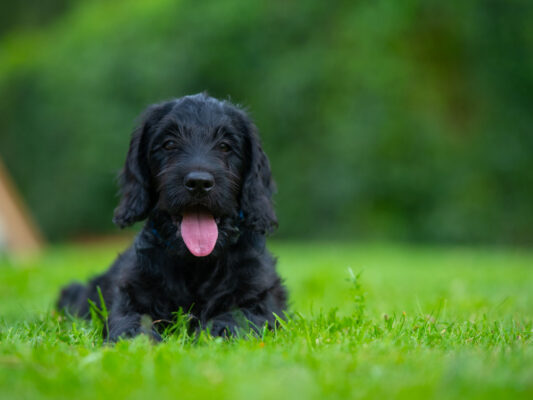 Tiere 200037