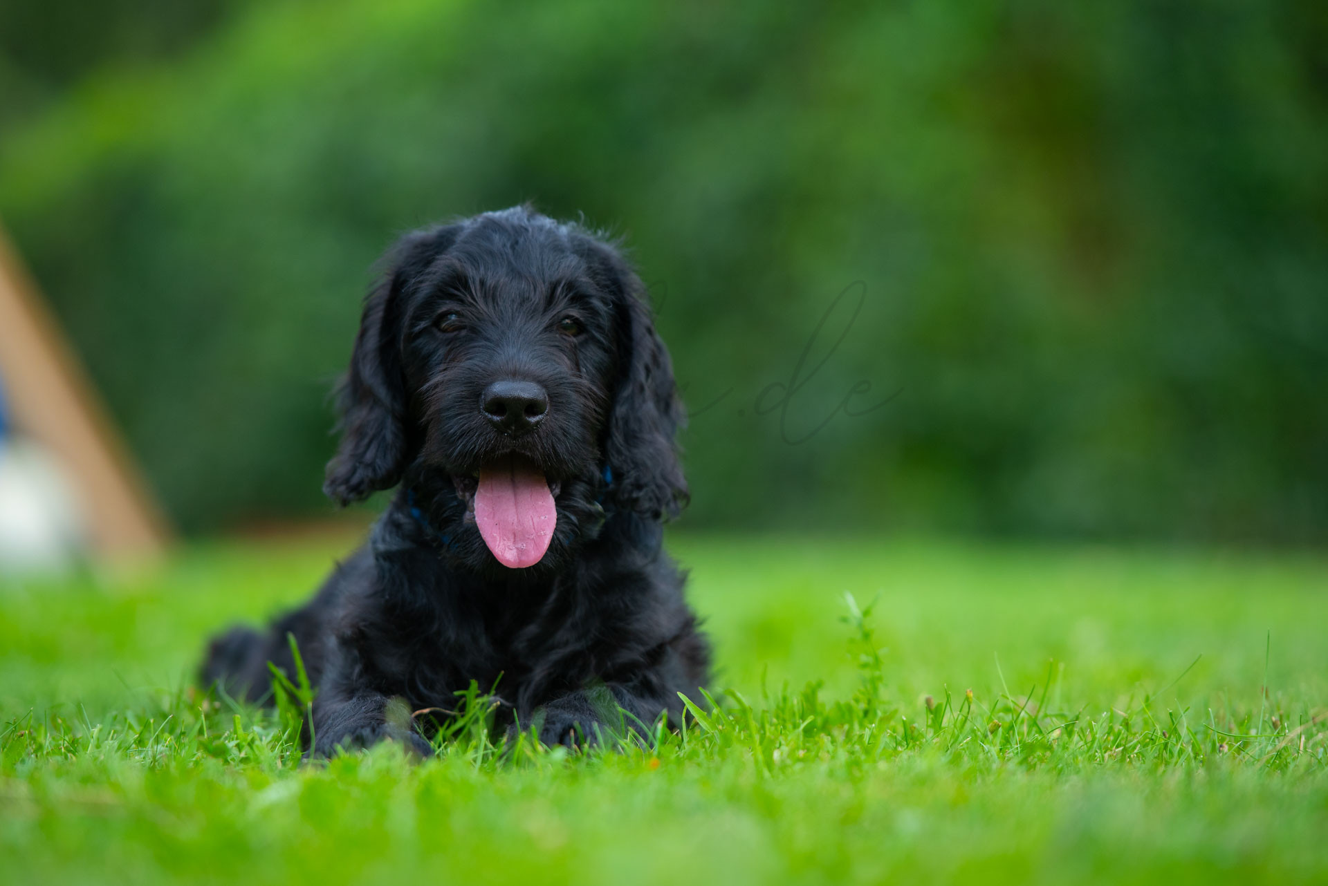 Tiere 200037