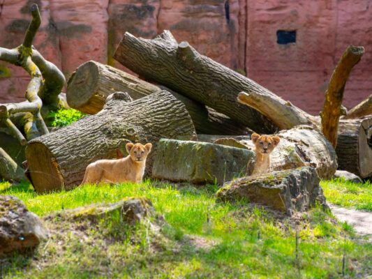 Tiere 200040