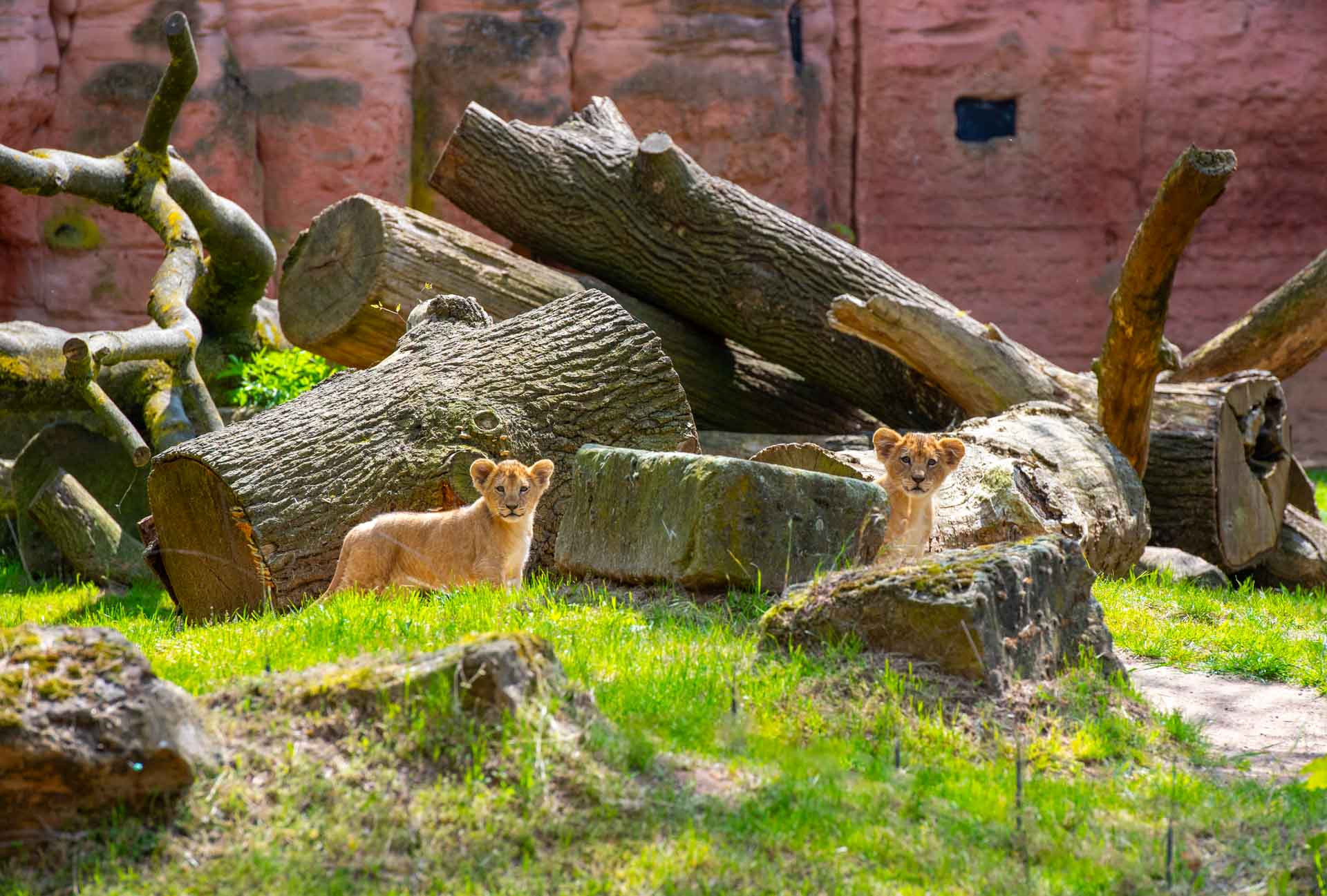 Tiere 200040