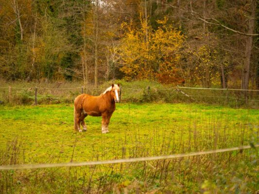 Tiere 200042