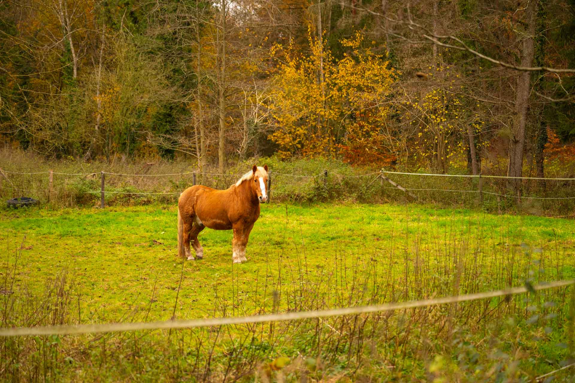 Tiere 200042