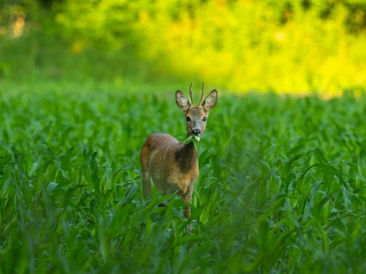 Tiere 200044