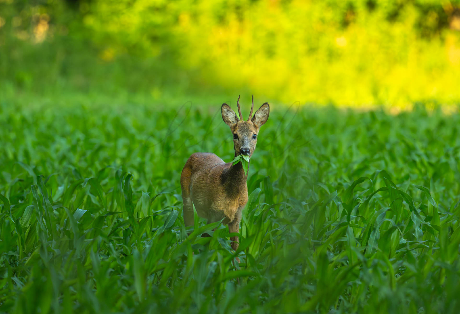 Tiere 200044