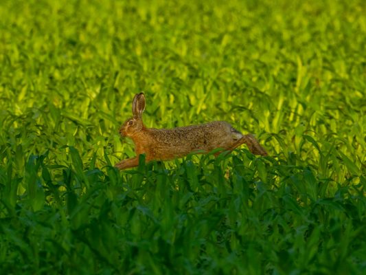 Tiere 200045