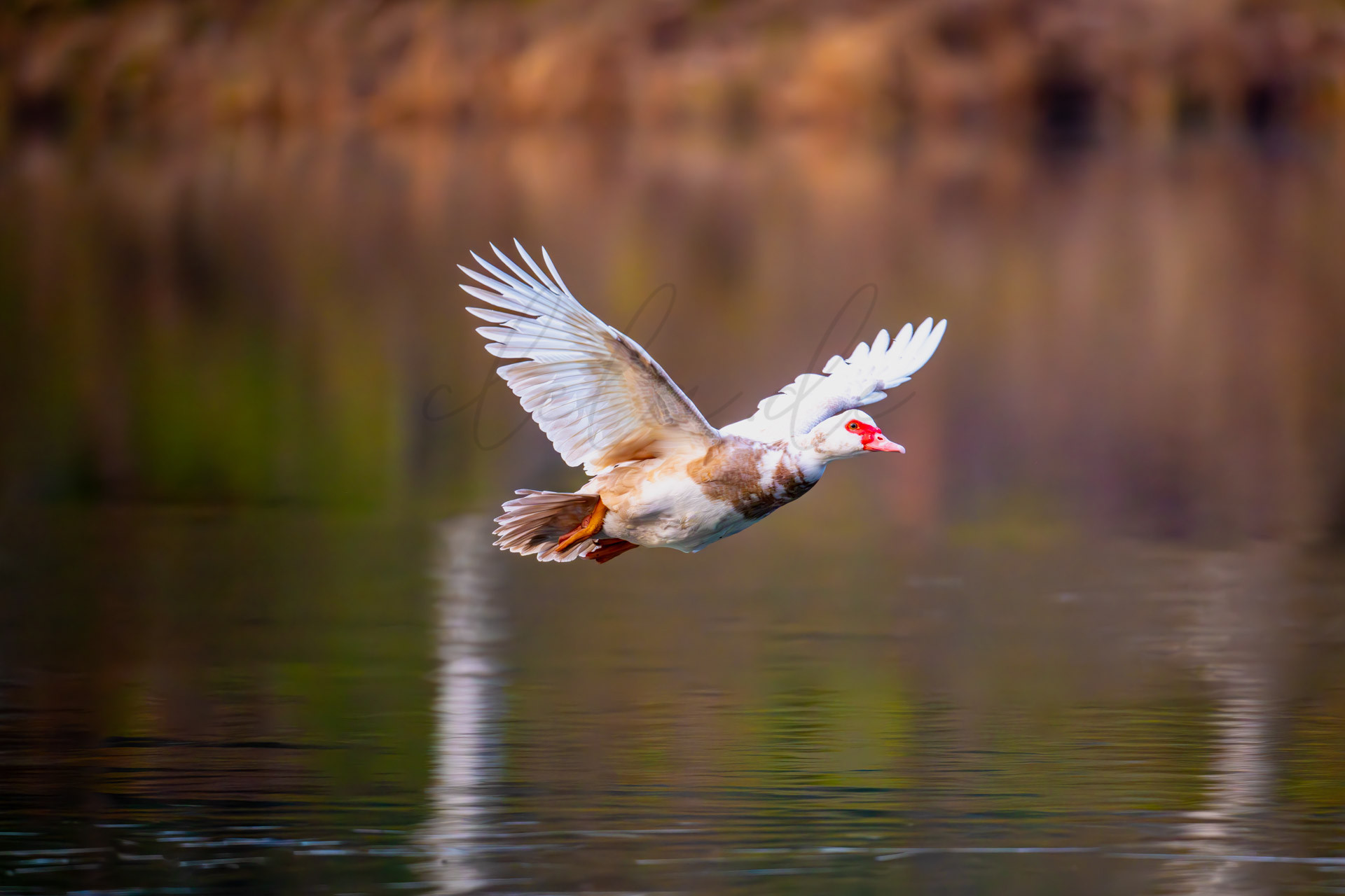 Vögel 100019
