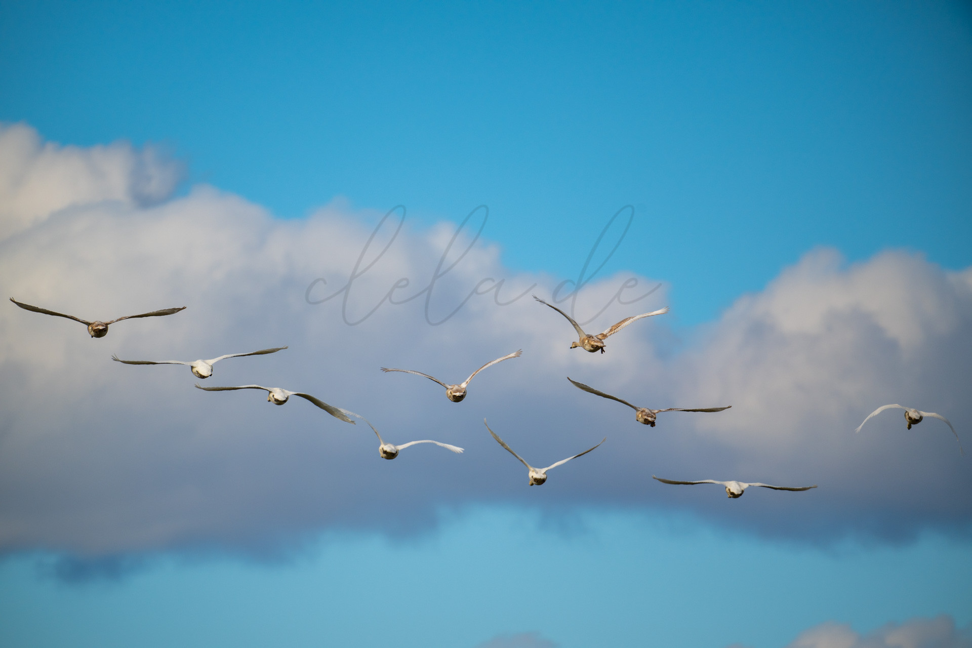 Vögel 100020