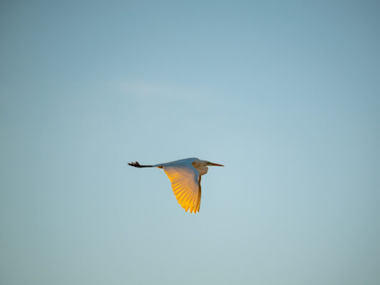 Vögel 100022