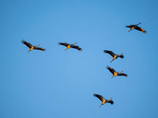 Vögel 100023