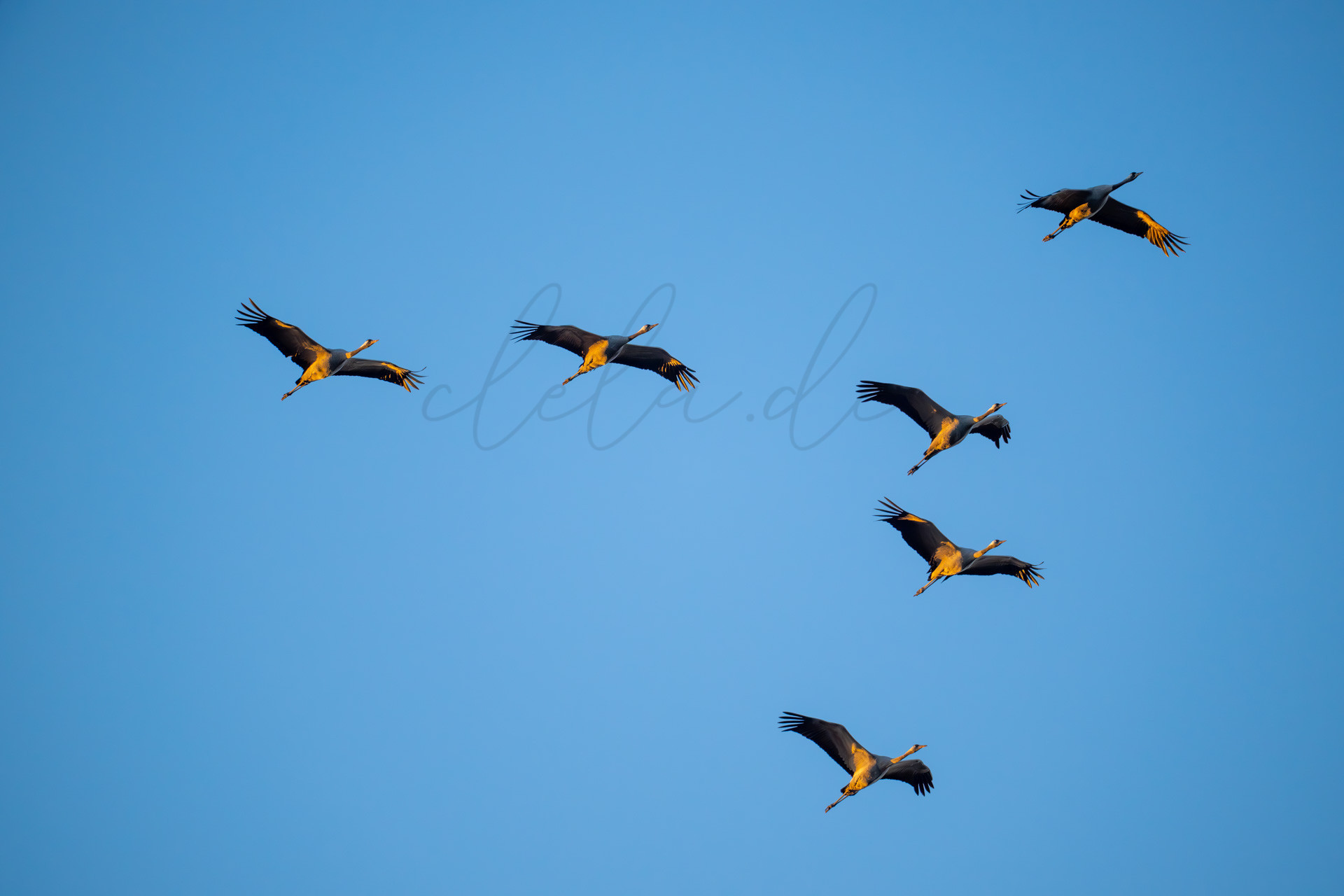 Vögel 100023