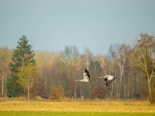 Vögel 100024