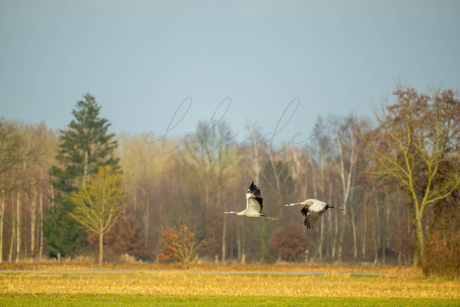 Vögel 100024