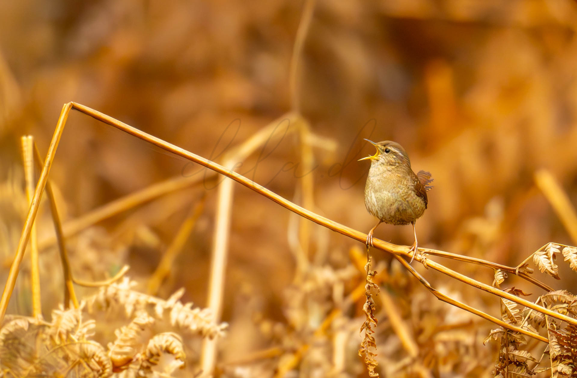 Vögel 100027