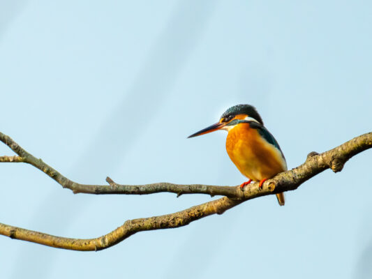 Vögel 100028