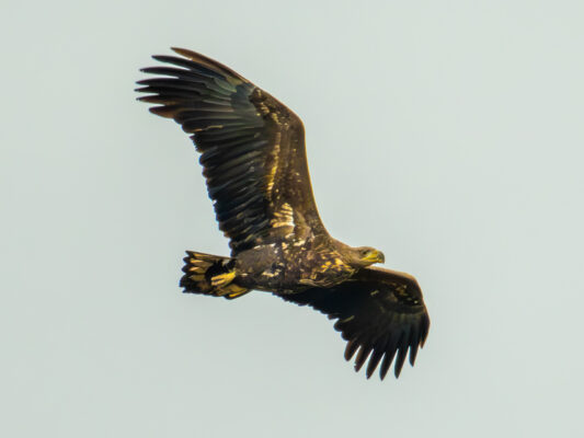 Vögel 100029
