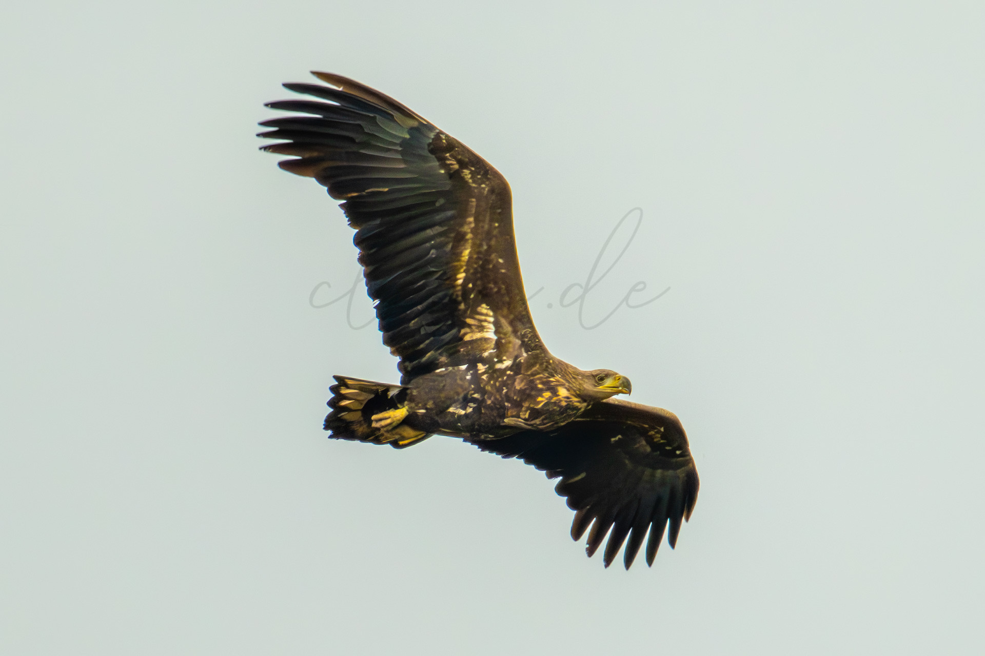 Vögel 100029
