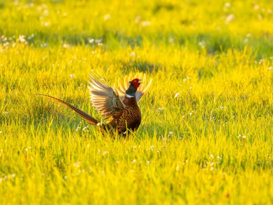Vögel 100032