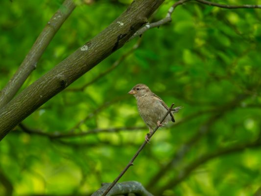 Vögel 100037