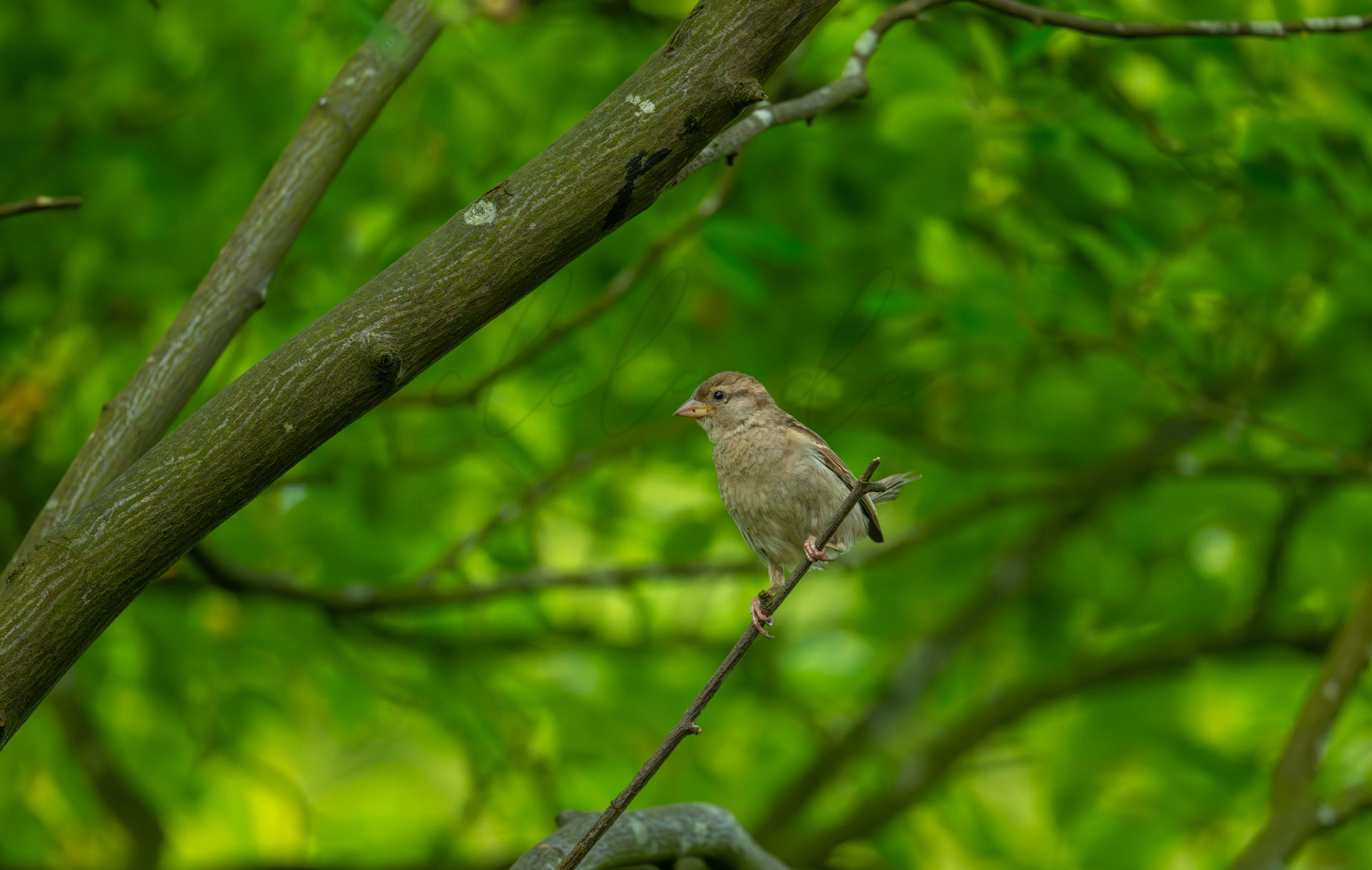 Vögel 100037