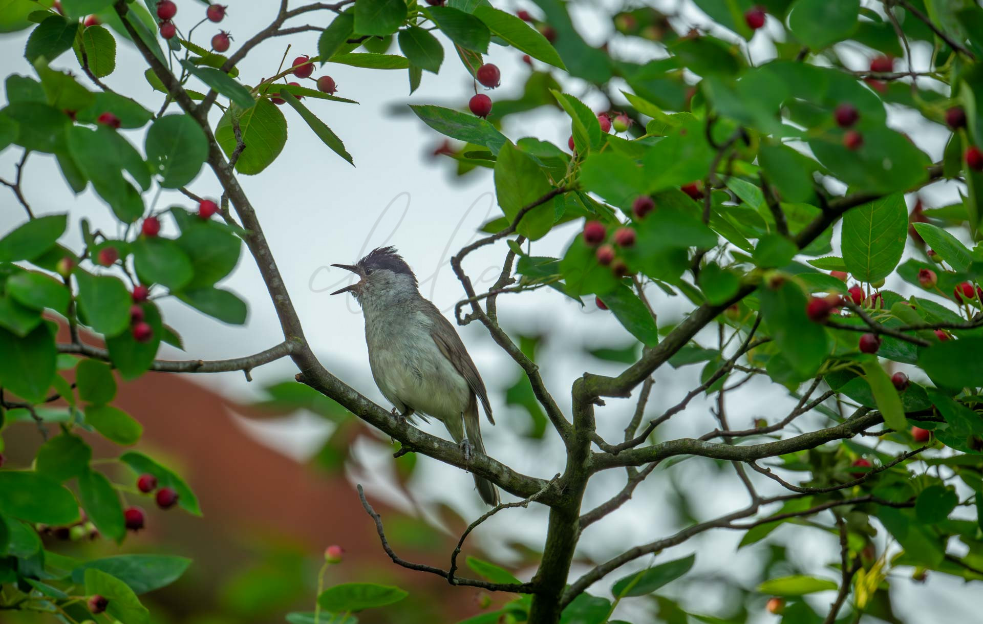Vögel 100038
