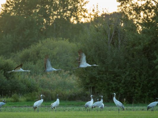 Vögel 100039
