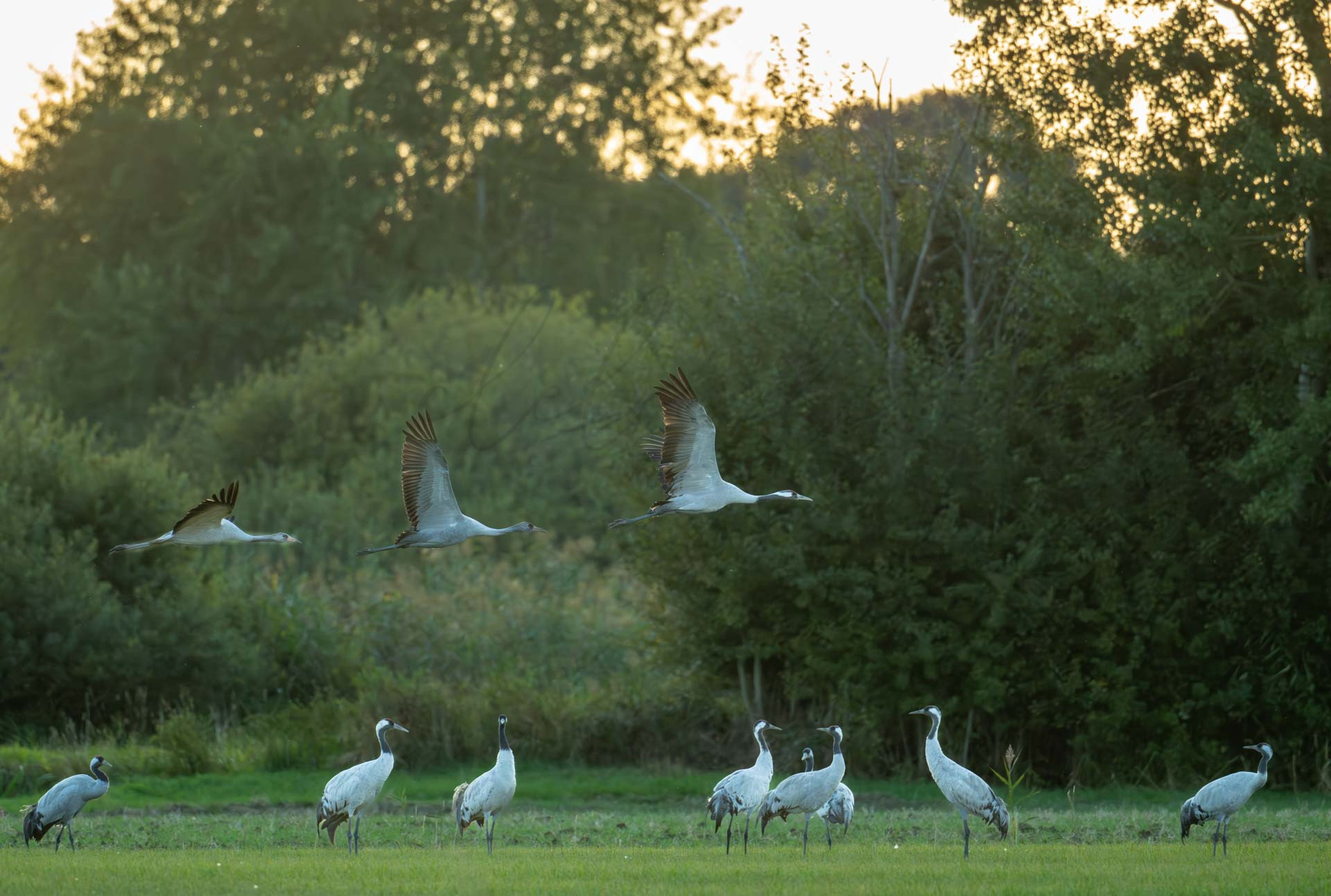 Vögel 100039