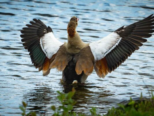 Vögel 100045