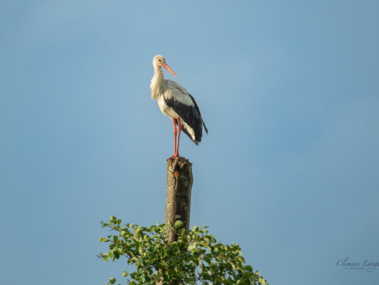 Vögel 100048