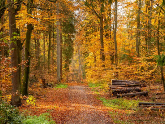 Wald & Pflanzen 500003