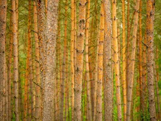 Wald & Pflanzen 500006