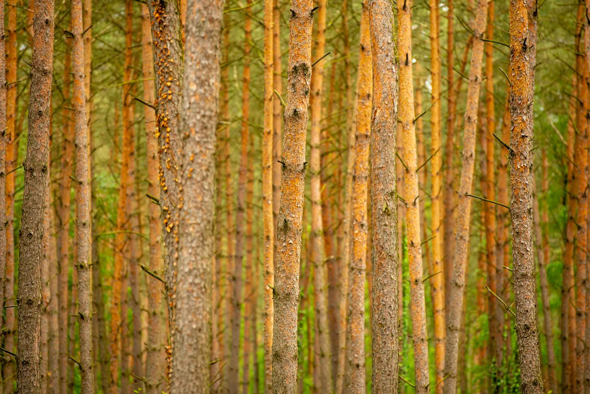Wald & Pflanzen 500006