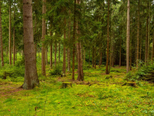Wald & Pflanzen 500007