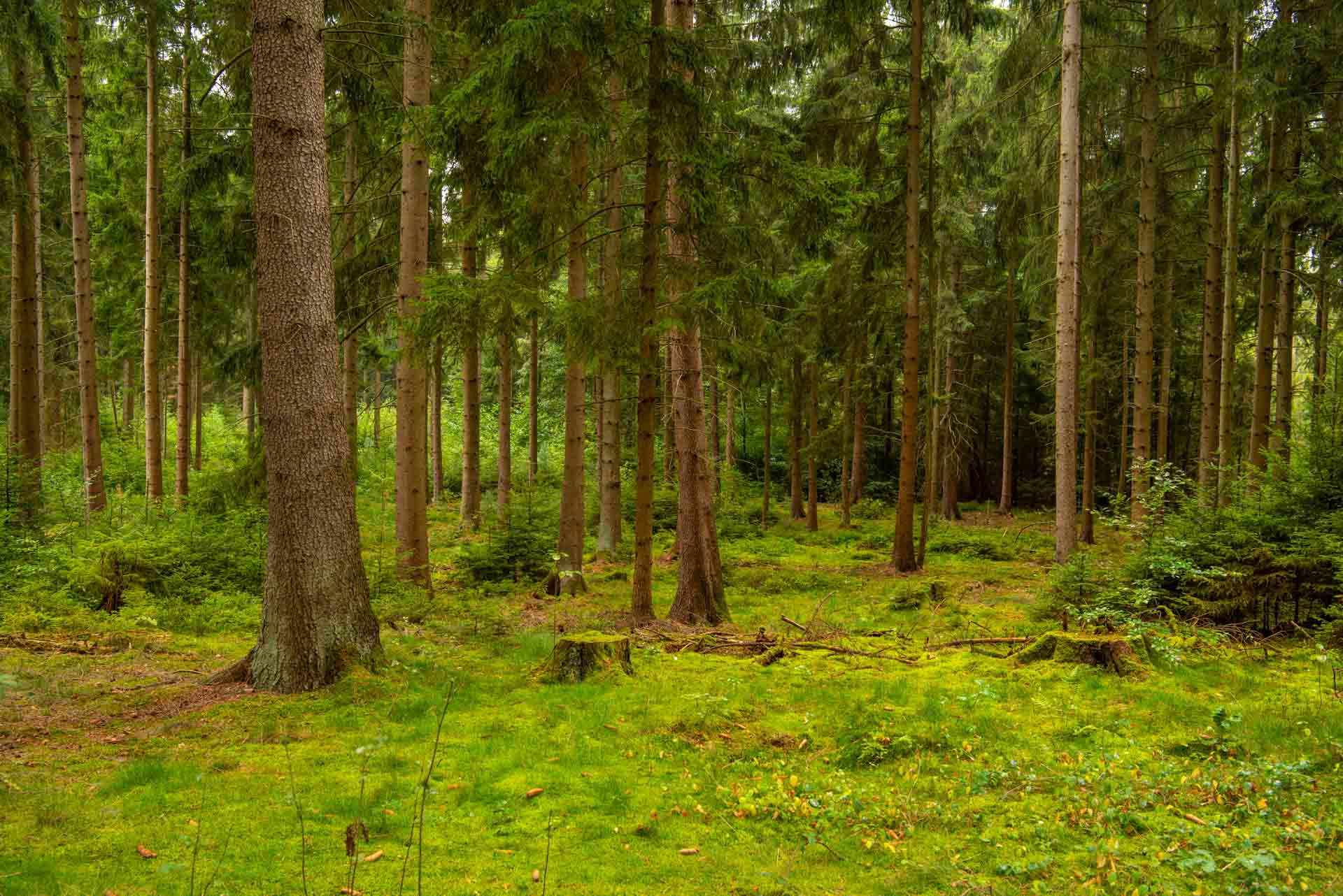 Wald & Pflanzen 500007