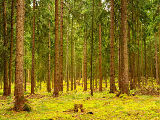 Wald & Pflanzen 500008