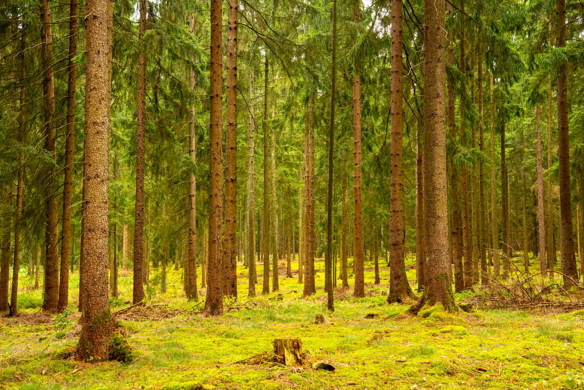 Wald & Pflanzen 500008