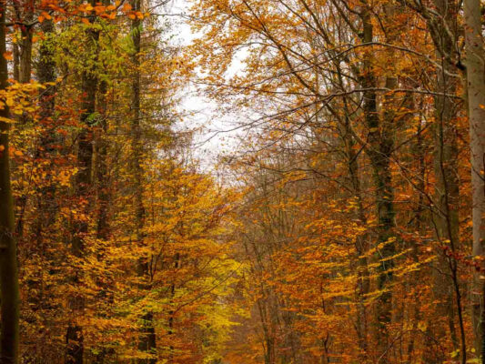 Wald & Pflanzen 500013