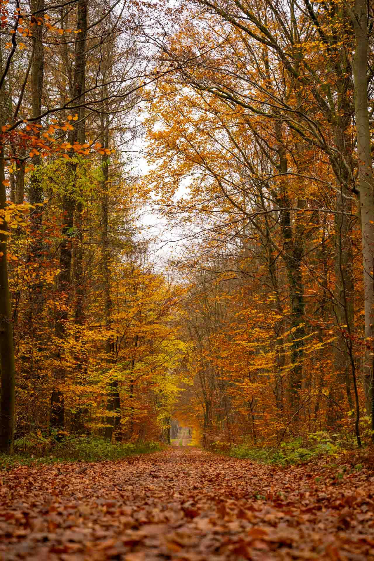 Wald & Pflanzen 500013