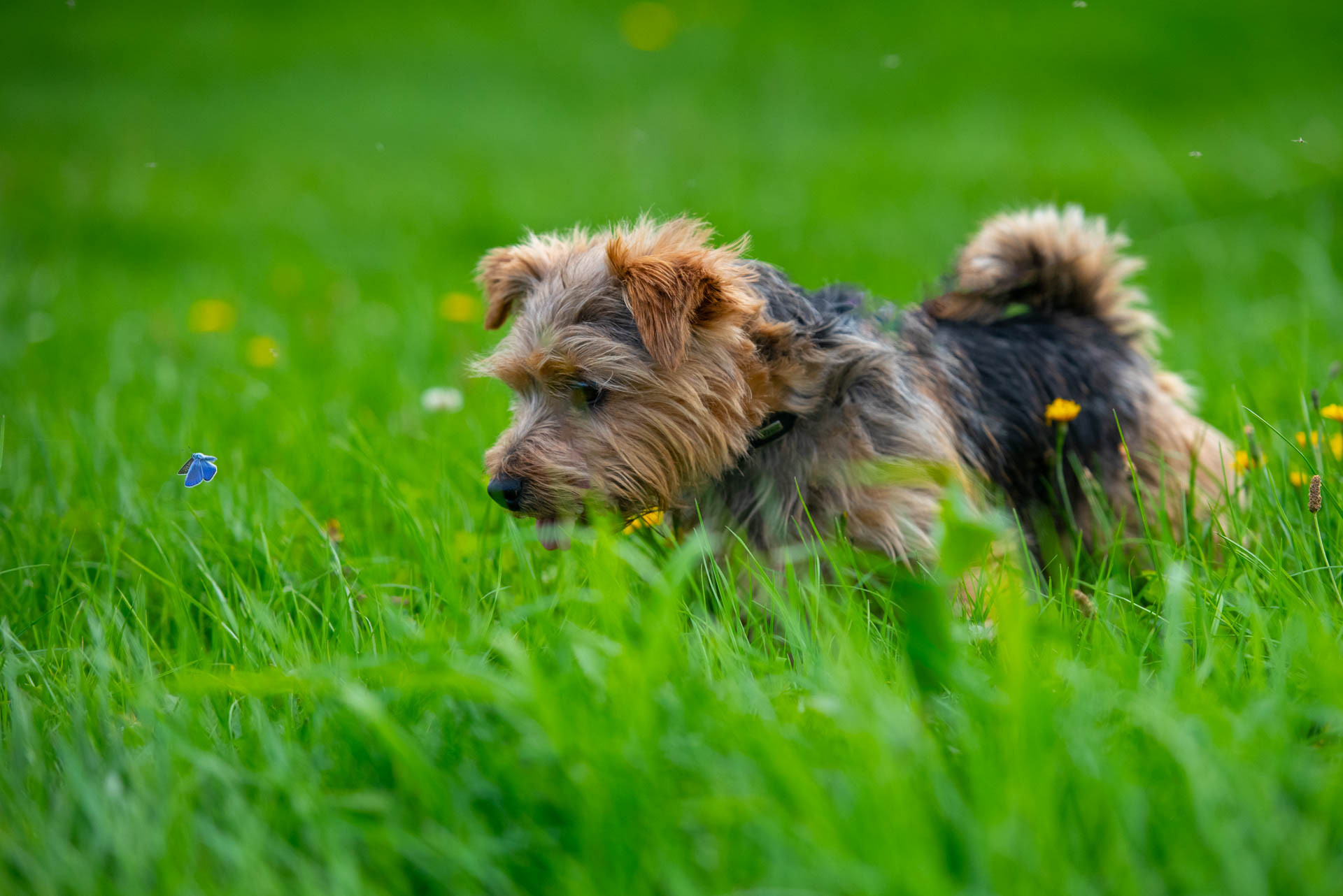 tiere