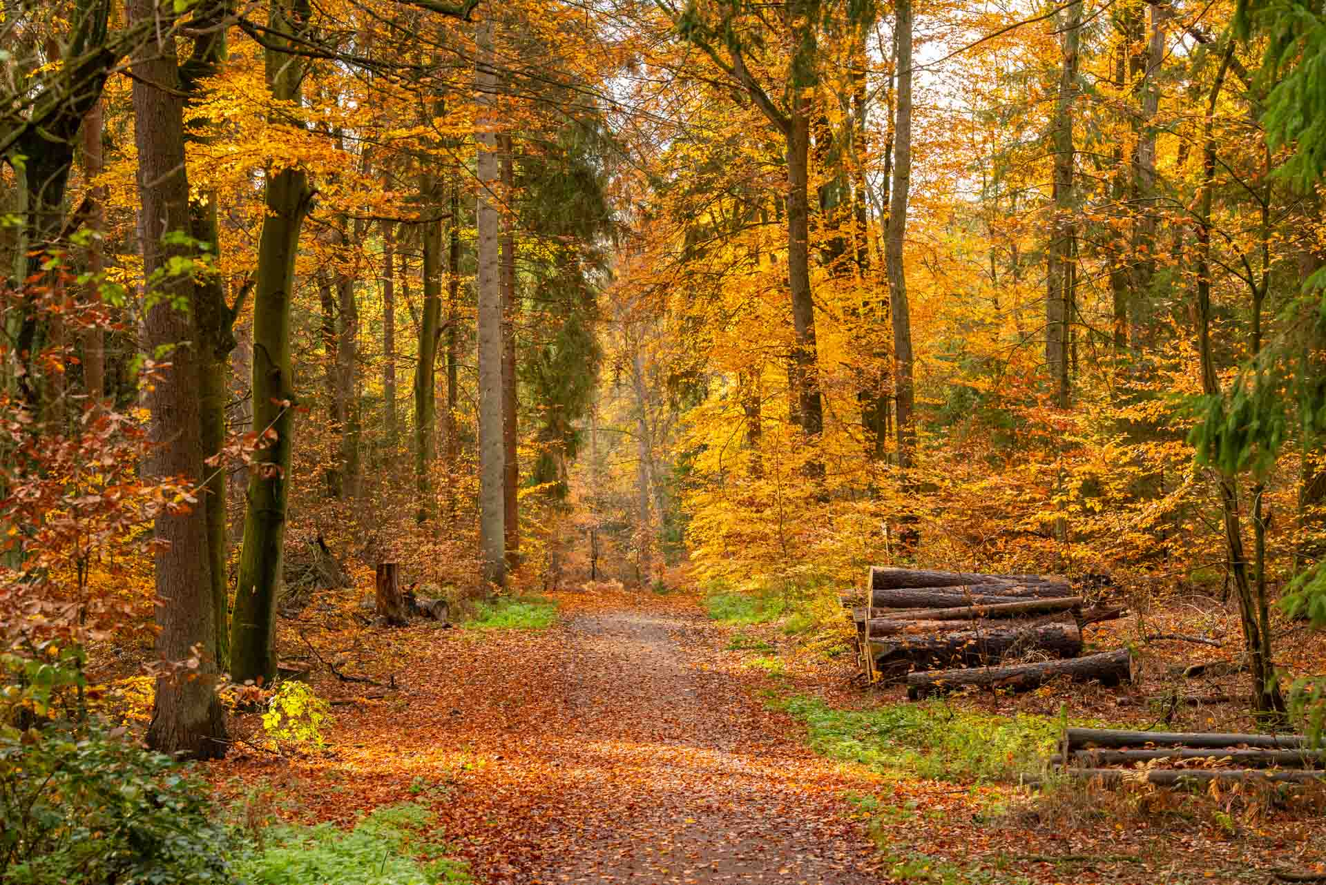 wald und pflanzen