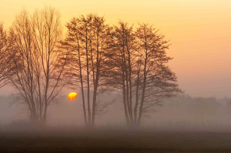Wald 0208010