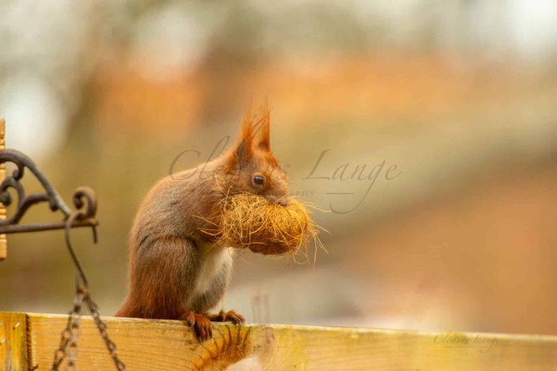 Tiere 0206013