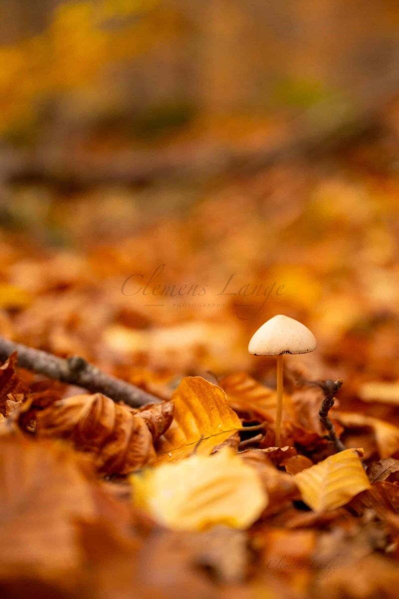 Wald 0208008